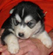 Siberian Husky ready for your family and kids